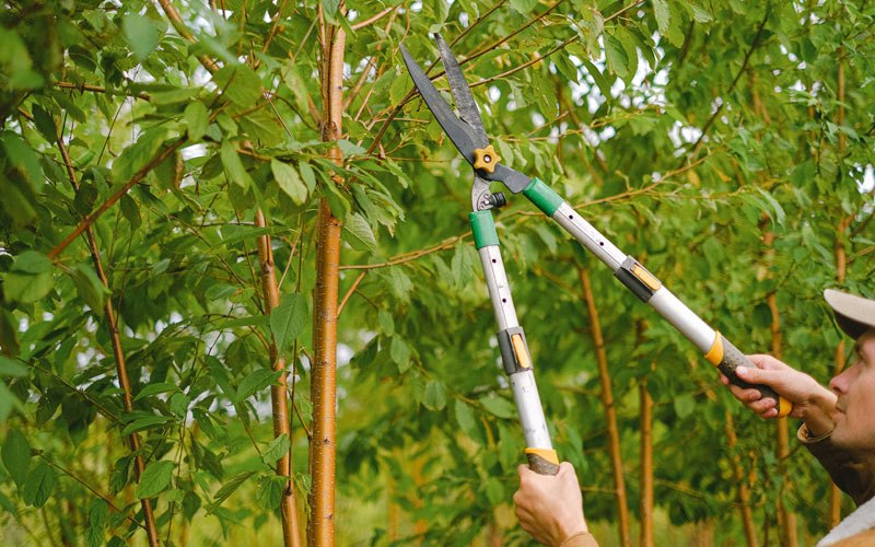 Tree trimming in Glentana, MT